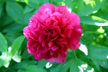 Kırmızı Şakayık çiçeği