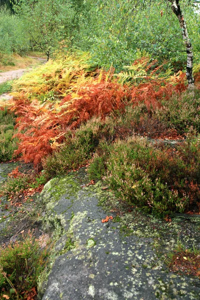 Herbst-Berggarten — Stockfoto