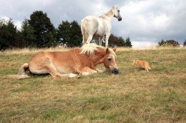 zencefil kedi sürünür kadar atlar