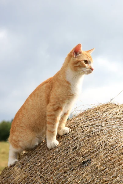 Kat jaagt muizen — Stockfoto