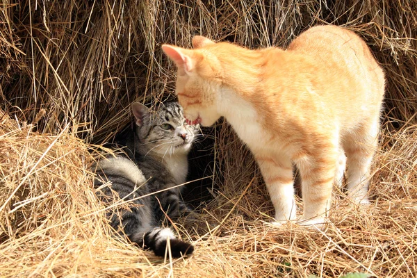 Małe koty gry — Zdjęcie stockowe