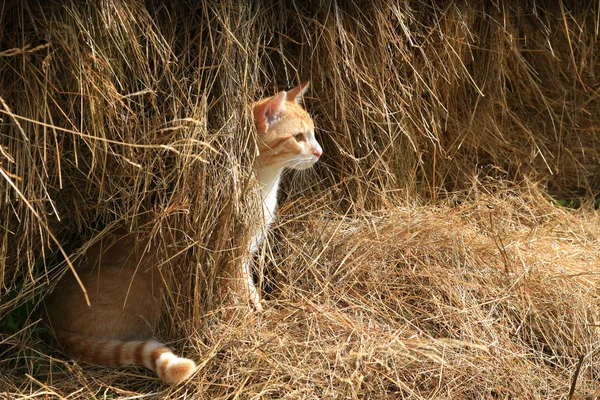 Cat hunts mice — Stock Photo, Image