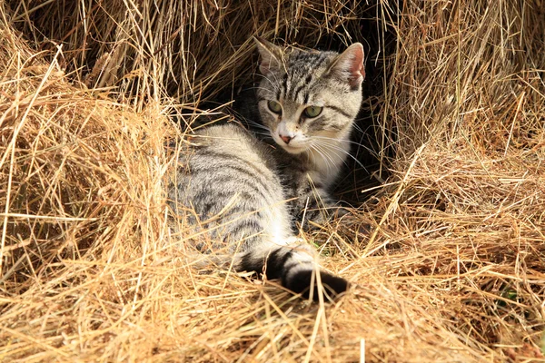 Cat sitting on hay — Stock Photo, Image