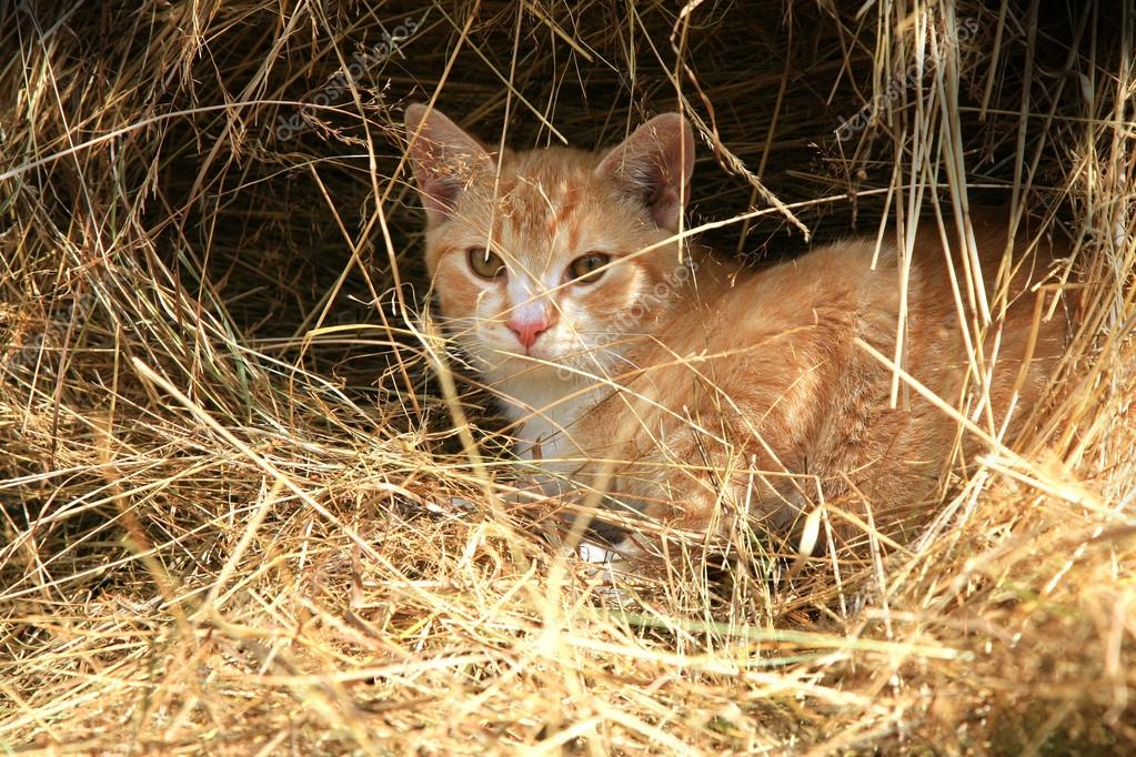 Cat hunts mice Stock Photo by ©fotokate 33030897