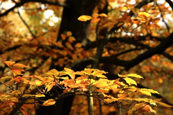 Jesień zmiany. sztuka natura. — Zdjęcie stockowe