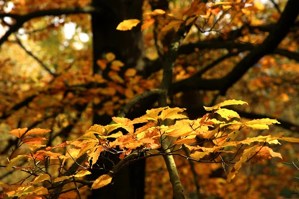 Herbstvariationen. Kunst der Natur. — Stockfoto