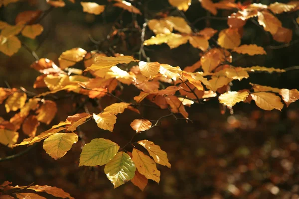 Herbstvariationen. Kunst der Natur. — Stockfoto