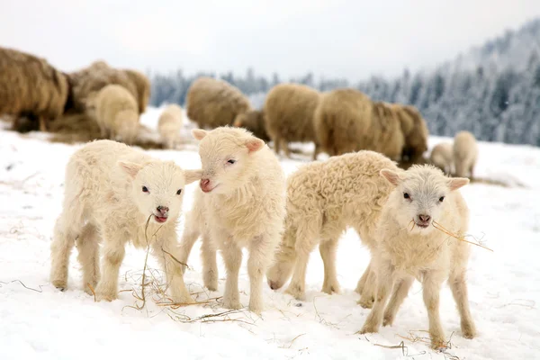 Winter op de boerderij. — Stockfoto