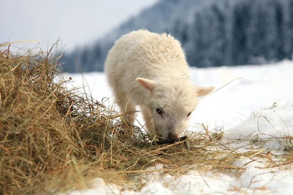 Winter on the farm. — Stock Photo, Image