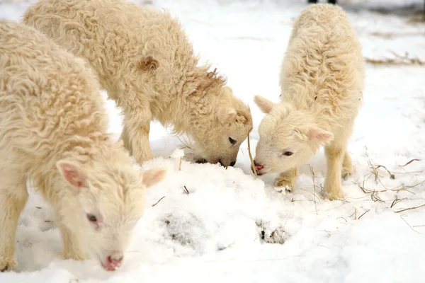 농장에서의 겨울. — 스톡 사진