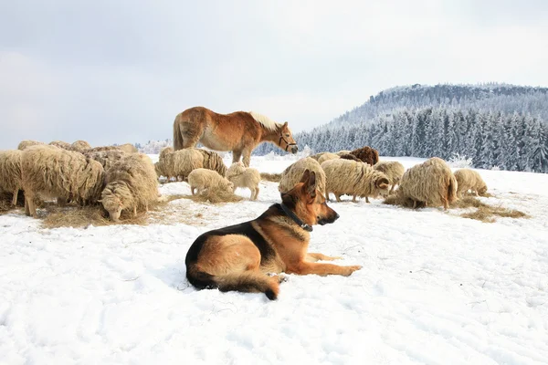 Alsatian dog and sheeps — Stock Photo, Image