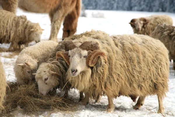 RAM-geheugen. winter op de boerderij. — Stockfoto