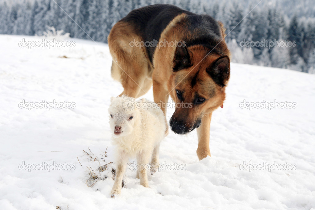 Alsatian dog and sheeps