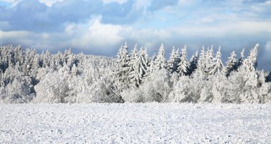 Ladin, karla kaplı. Kış manzarası.