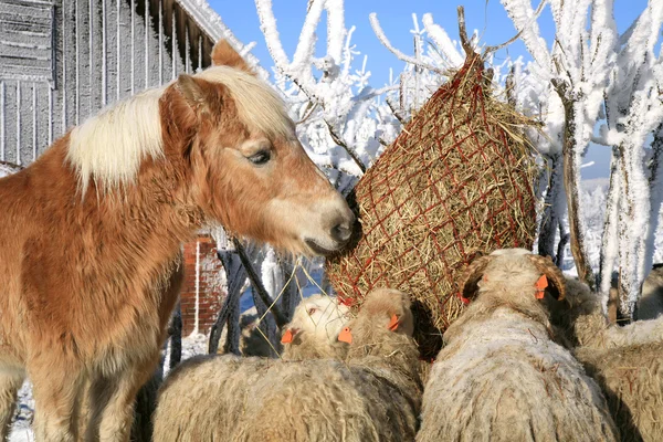 Winter auf dem Bauernhof. — Stockfoto