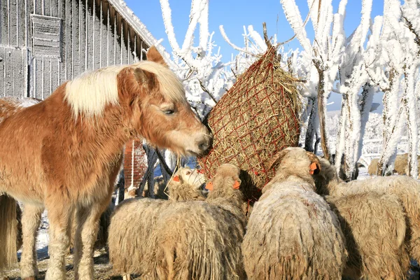 Çiftlikte kış. — Stok fotoğraf