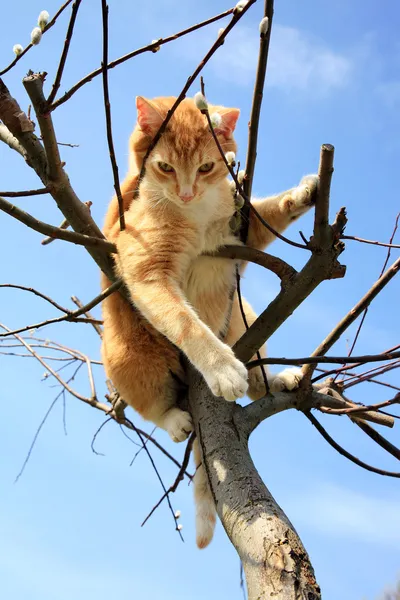 Cat on willow — Stock Photo, Image