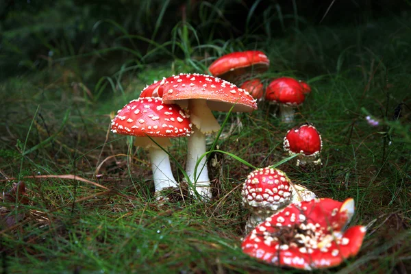 Taburetes de sapos manchados en los oscuros bosques de miedo —  Fotos de Stock