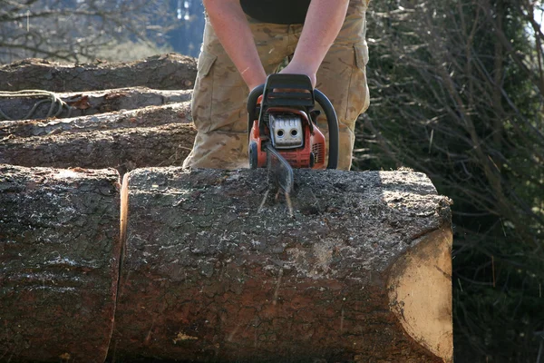 Cuts tree — Stock Photo, Image