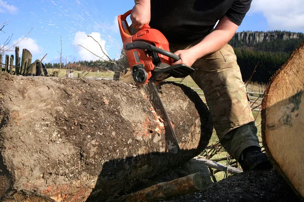 Cuts tree — Stock Photo, Image