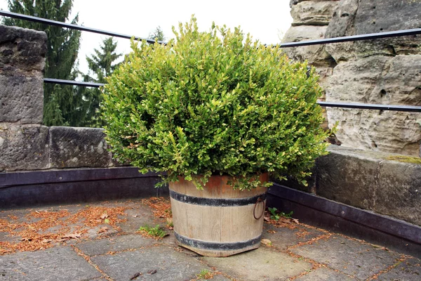 Alley with decorative boxwood. — Stock Photo, Image