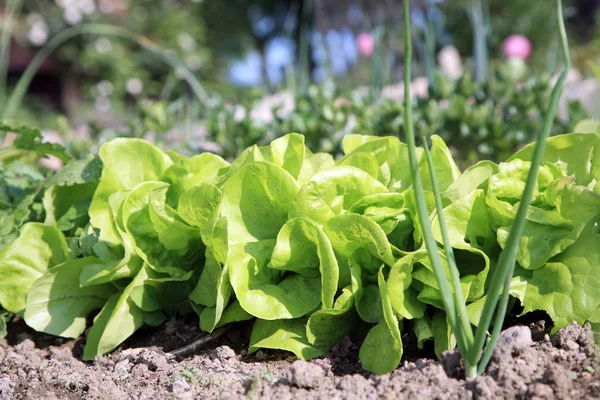 Lechuga de mantequilla ecológica — Foto de Stock