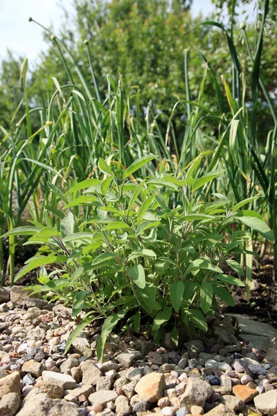 Salie en knoflook — Stockfoto