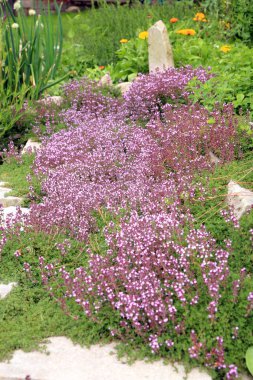 breckland kekik, kekik