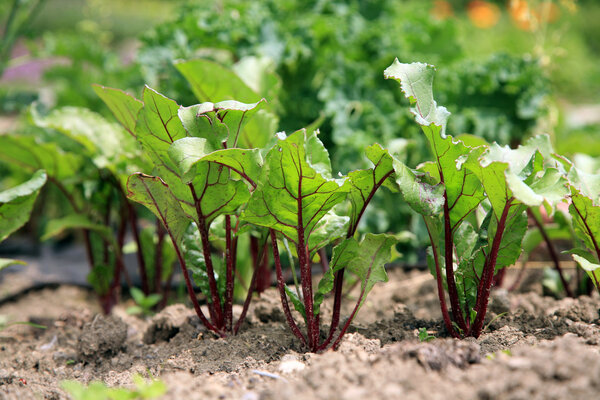 молодые корни жука