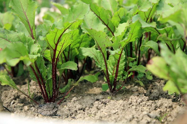 Junge Rote Bete — Stockfoto