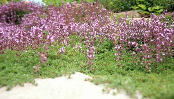 Breckland thyme — Stock Photo, Image