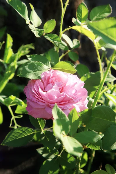 Flor da rosa branca histórica no jardim de verão . — Fotografia de Stock