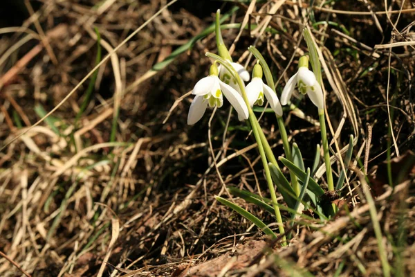雪が降る 春のシンボルと記号 最初の春の花 — ストック写真