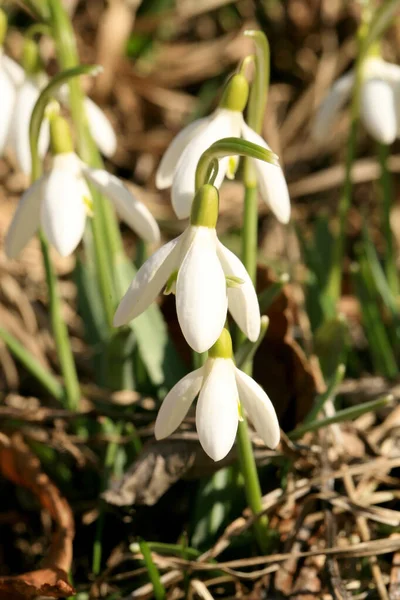 Schneeglöckchen Sprießen Symbol Und Zeichen Des Frühlings Die Ersten Frühlingsblumen — Stockfoto
