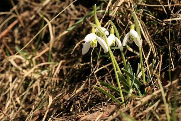 Gotas Neve Brotar Símbolo Sinal Primavera Primeiras Flores Primavera Fotos De Bancos De Imagens Sem Royalties