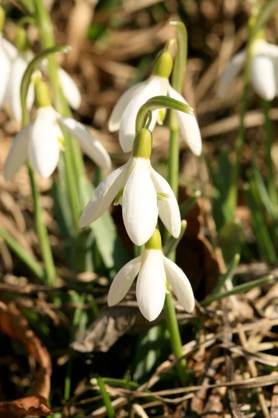 Nascono Bucaneve Simbolo Segno Della Primavera Primi Fiori Primaverili Immagine Stock