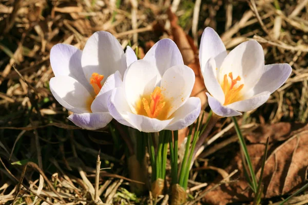 Цвіте Весняна Рослина Крупа Початок Весни Знак Перших Теплих Весняних Ліцензійні Стокові Зображення