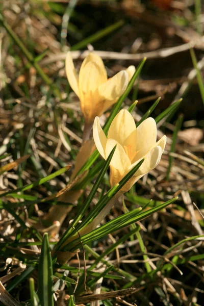 Цвіте Весняна Рослина Крупа Початок Весни Знак Перших Теплих Весняних Ліцензійні Стокові Фото