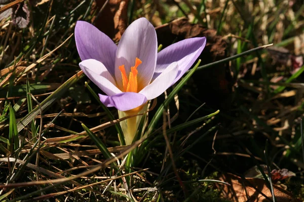 Flor Primavera Planta Azafrán Comienzo Primavera Planta Primavera Productora Polen —  Fotos de Stock