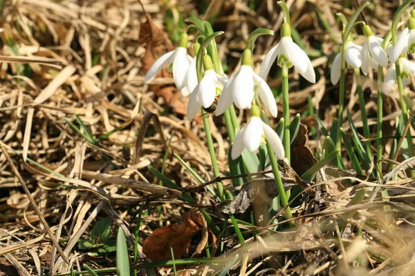Brotando Gotas Nieve Símbolo Signo Primavera Las Primeras Flores Primavera — Foto de Stock