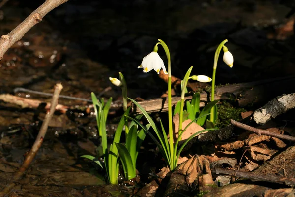 春に雪の結晶が咲く 最初の春の日の兆候 ポーランドのストールー山脈国立公園の花の野生地域 — ストック写真