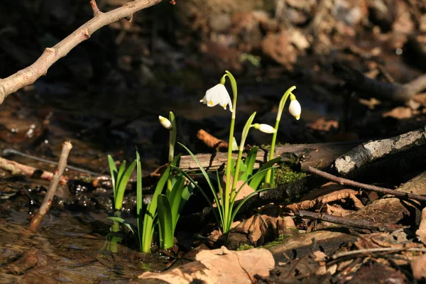 Blooming Spring Snowflake Sign First Spring Days Flowered Wild Areas — Stock Photo, Image