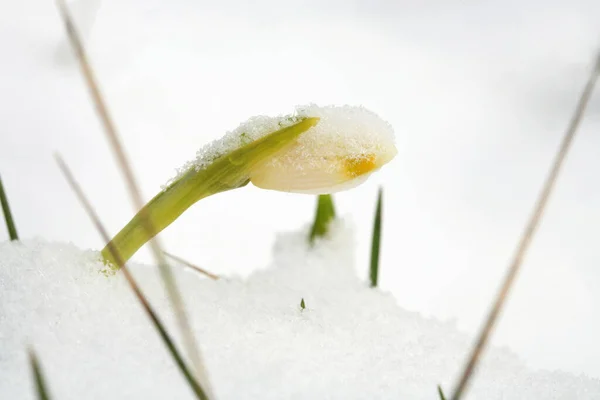 雪の中で春の雪の結晶を咲かせます 最初の春の日の兆候 冬の春の攻撃 ポーランドのストールー山脈国立公園の花の野生地域 — ストック写真