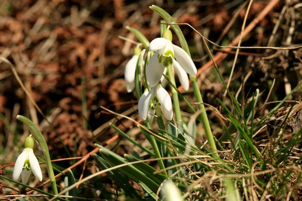 Schneeglöckchen Sprießen Symbol Und Zeichen Des Frühlings Die Ersten Frühlingsblumen Stockbild