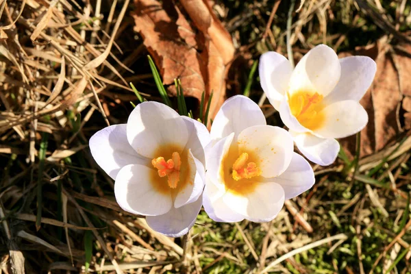 크로커스 꽃가루를 생산하는 크로커스 봄날의 스톡 사진