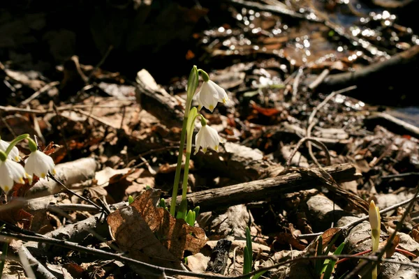 Blommande Vårsnöflinga Ett Tecken Första Vårdagarna Blommande Vilda Områden Stolowe Stockfoto