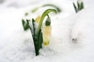 Blooming spring snowflake in snow. A sign of the first spring days. Spring attack of winter. Flowered wild areas of the Stolowe Mountains National Park in Poland.
