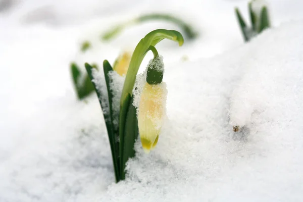 Copo Nieve Primavera Floreciente Nieve Una Señal Los Primeros Días — Foto de Stock