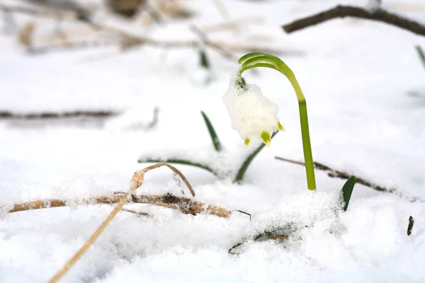 Copo Nieve Primavera Floreciente Nieve Una Señal Los Primeros Días — Foto de Stock