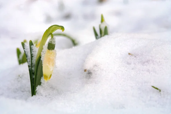 Copo Nieve Primavera Floreciente Nieve Una Señal Los Primeros Días — Foto de Stock